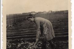 Album Schwedt 1940